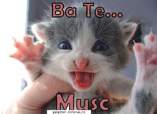 periculoasa.. - ce mata periculoasa - Poze